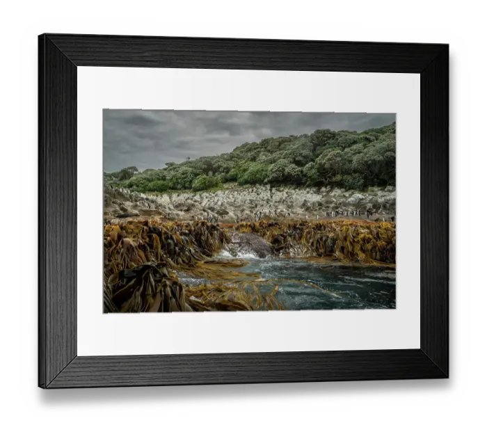 Framed Print : Snares crested penguin (Eudyptes robustus) colony standing on rocky shoreline behind band of washed up kelp, with a New Zealand fur seal (Arctocephalus forsteri) resting on rock beside them, Snares Island, Sub-Antarctic Islands, New Zealand Framed Print : Snares crested penguin (Eudyptes robustus) colony standing on rocky shoreline behind band of washed up kelp, with a New Zealand fur seal (Arctocephalus forsteri) resting on rock beside them, Snares Island, Sub-Antarctic Islands, New Zealand