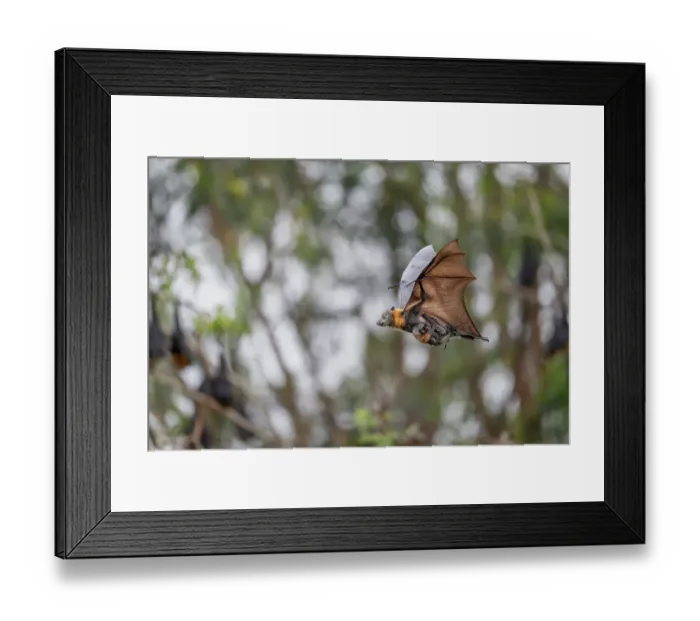 Framed Print : Grey-headed flying-fox (Pteropus poliocephalus) female, in flight carrying her young, Myuna Wetlands, Doveton, Victoria, Australia Framed Print : Grey-headed flying-fox (Pteropus poliocephalus) female, in flight carrying her young, Myuna Wetlands, Doveton, Victoria, Australia
