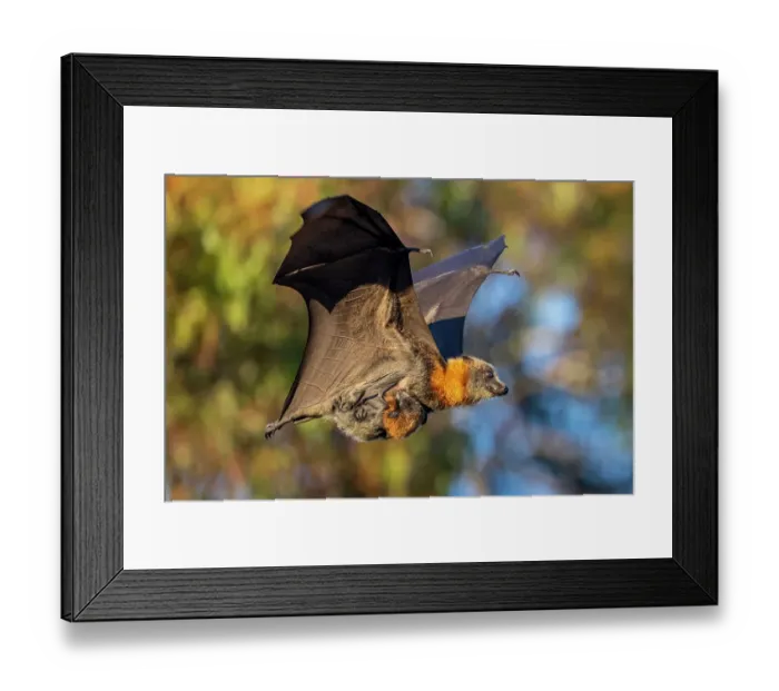 Framed Print : Grey-headed flying-fox (Pteropus poliocephalus) female, in flight carrying her young, Myuna Wetlands, Doveton, Victoria, Australia. Cropped Framed Print : Grey-headed flying-fox (Pteropus poliocephalus) female, in flight carrying her young, Myuna Wetlands, Doveton, Victoria, Australia. Cropped