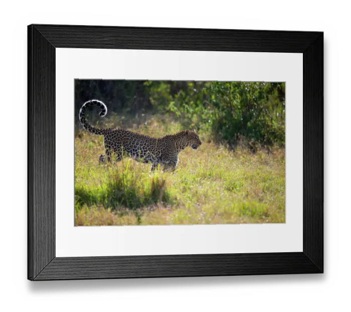Framed Print : Leopard (Panthera pardus) female, walking across grassland in morning sunlight, Kenya Framed Print : Leopard (Panthera pardus) female, walking across grassland in morning sunlight, Kenya