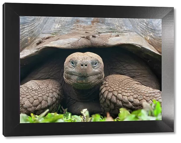 Galapagos giant tortoise (Chelonoidis nigra) portrait, Santa Cruz Island, Galapagos Islands, Ecuador. Endangered