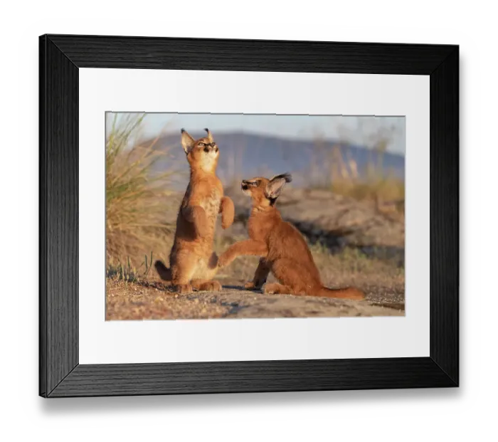 Framed Print : RF - Two Caracal (Caracal caracal) cubs, aged 9 weeks, sitting on hind legs looking up, Spain. Captive, occurs in Africa and Asia. (This image may be licensed either as rights managed or royalty free. ) Framed Print : RF - Two Caracal (Caracal caracal) cubs, aged 9 weeks, sitting on hind legs looking up, Spain. Captive, occurs in Africa and Asia. (This image may be licensed either as rights managed or royalty free. )