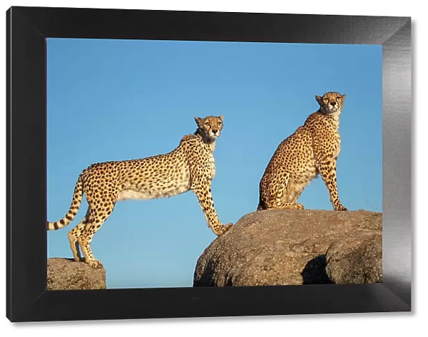 RF - Two Cheetahs (Acinonyx jubatus) standing and sitting on rocks against blue sky, Spain. Captive. (This image may be licensed either as rights managed or royalty free. )