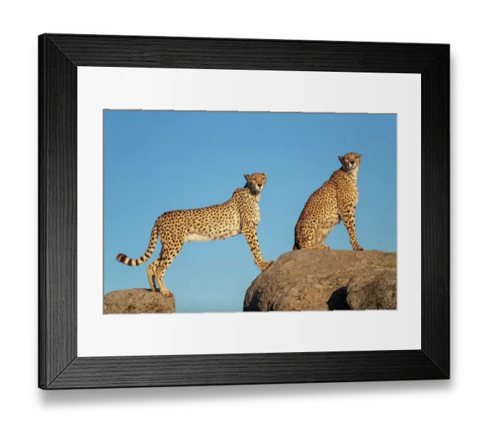 Framed Print : RF - Two Cheetahs (Acinonyx jubatus) standing and sitting on rocks against blue sky, Spain. Captive. (This image may be licensed either as rights managed or royalty free. ) Framed Print : RF - Two Cheetahs (Acinonyx jubatus) standing and sitting on rocks against blue sky, Spain. Captive. (This image may be licensed either as rights managed or royalty free. )
