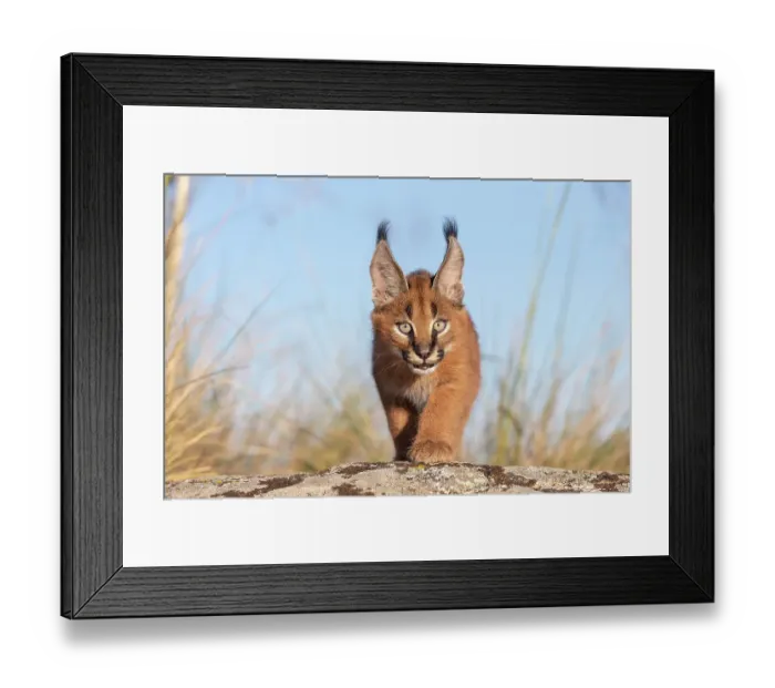 Framed Print : Caracal (Caracal caracal) cub, aged 9 weeks, walking over rocks, Spain. Captive, occurs in Africa and Asia Framed Print : Caracal (Caracal caracal) cub, aged 9 weeks, walking over rocks, Spain. Captive, occurs in Africa and Asia