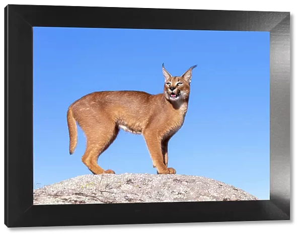 Caracal (Caracal caracal) male, standing on rock against blue sky, Spain. Captive, occurs in Africa and Asia