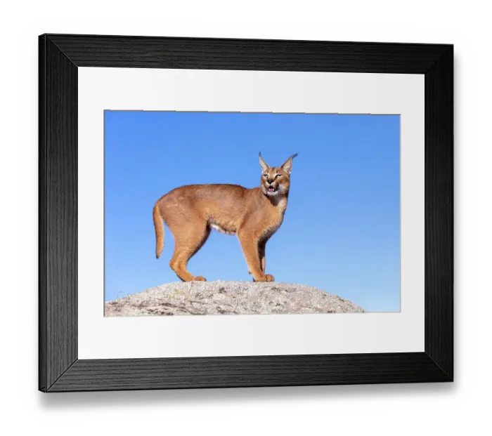 Framed Print : Caracal (Caracal caracal) male, standing on rock against blue sky, Spain. Captive, occurs in Africa and Asia Framed Print : Caracal (Caracal caracal) male, standing on rock against blue sky, Spain. Captive, occurs in Africa and Asia