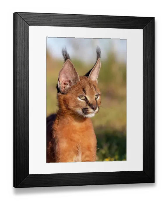 Framed Print : Caracal (Caracal caracal) cub, aged 9 weeks, head portrait, Spain. Captive, occurs in Africa and Asia. Cropped Framed Print : Caracal (Caracal caracal) cub, aged 9 weeks, head portrait, Spain. Captive, occurs in Africa and Asia. Cropped
