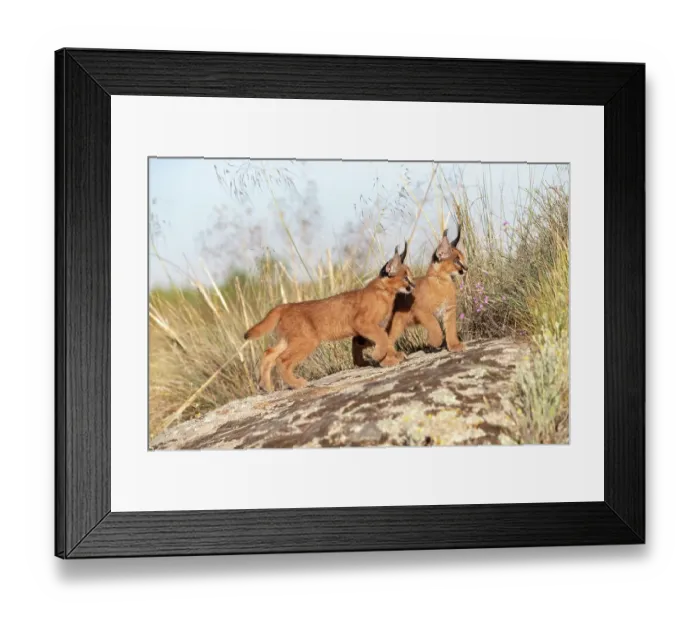 Framed Print : Two Caracal (Caracal caracal) cubs, aged 9 weeks, walking over rocks, Spain. Captive, occurs in Africa and Asia Framed Print : Two Caracal (Caracal caracal) cubs, aged 9 weeks, walking over rocks, Spain. Captive, occurs in Africa and Asia