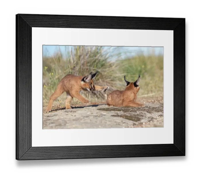 Framed Print : Two Caracal (Caracal caracal) cubs, aged 9 weeks, playing, Spain. Captive, occurs in Africa and Asia Framed Print : Two Caracal (Caracal caracal) cubs, aged 9 weeks, playing, Spain. Captive, occurs in Africa and Asia