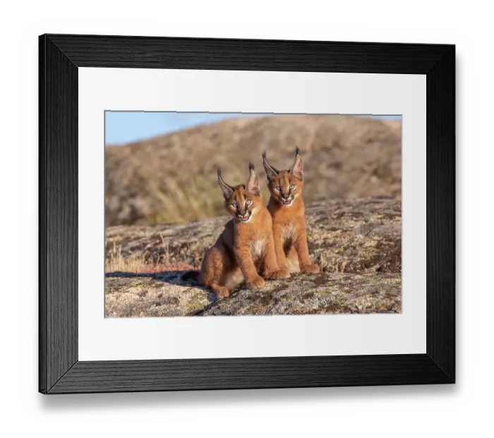 Framed Print : Two Caracal (Caracal caracal) cubs, aged 9 weeks, sitting side by side, Spain. Captive, occurs in Africa and Asia Framed Print : Two Caracal (Caracal caracal) cubs, aged 9 weeks, sitting side by side, Spain. Captive, occurs in Africa and Asia