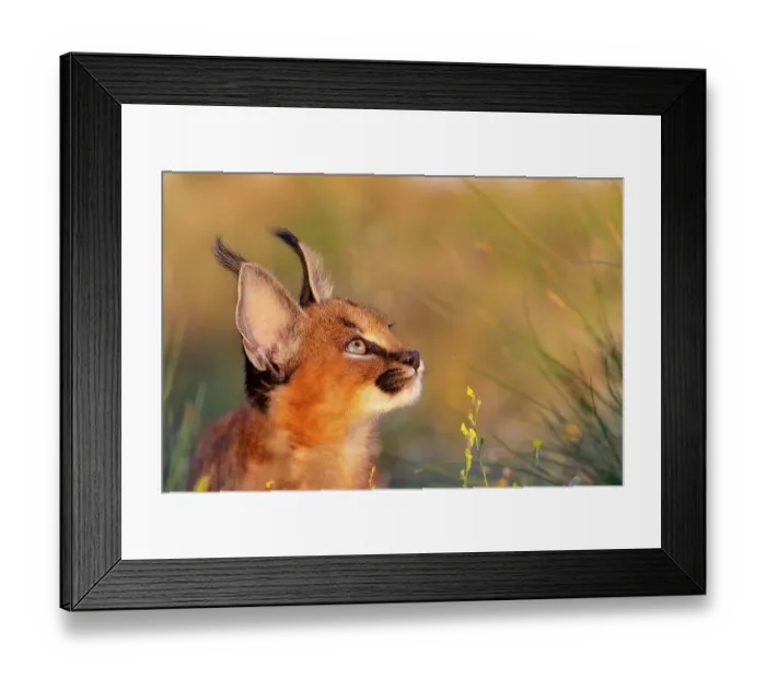 Framed Print : Caracal (Caracal caracal) cub, aged 9 weeks, head portrait, Spain. Captive, occurs in Africa and Asia. Cropped Framed Print : Caracal (Caracal caracal) cub, aged 9 weeks, head portrait, Spain. Captive, occurs in Africa and Asia. Cropped