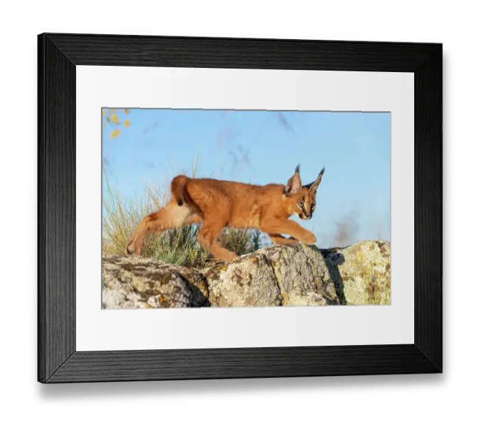 Framed Print : Caracal (Caracal caracal) cub, aged 9 weeks, walking over rocks, Spain. Captive, occurs in Africa and Asia Framed Print : Caracal (Caracal caracal) cub, aged 9 weeks, walking over rocks, Spain. Captive, occurs in Africa and Asia