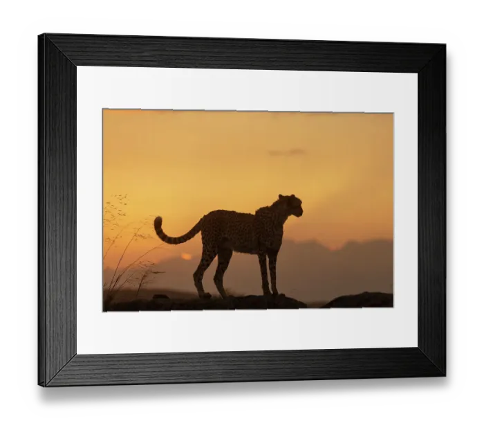 Framed Print : Cheetah (Acinonyx jubatus) silhouetted at sunset, Spain. Captive Framed Print : Cheetah (Acinonyx jubatus) silhouetted at sunset, Spain. Captive