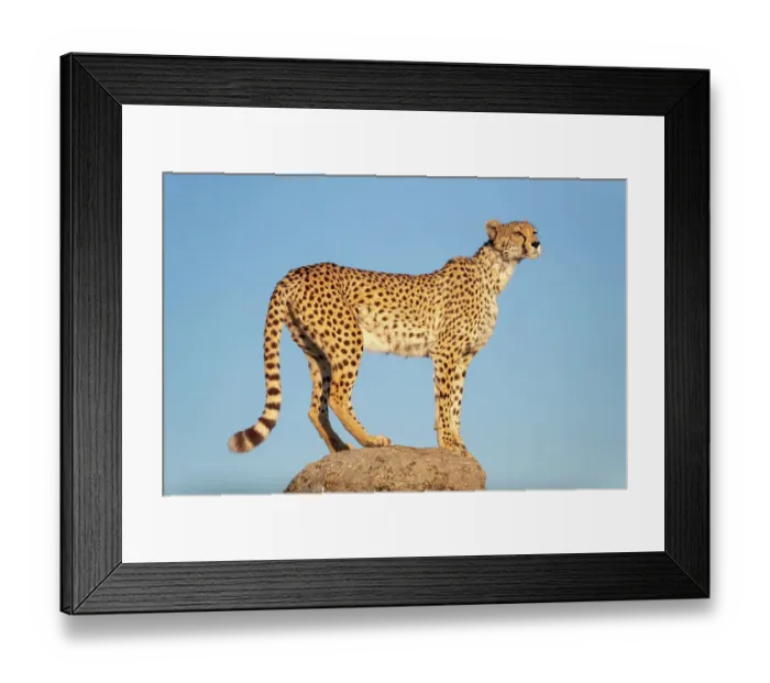 Framed Print : Cheetah (Acinonyx jubatus) standing on top of a rock, Spain. Captive Framed Print : Cheetah (Acinonyx jubatus) standing on top of a rock, Spain. Captive