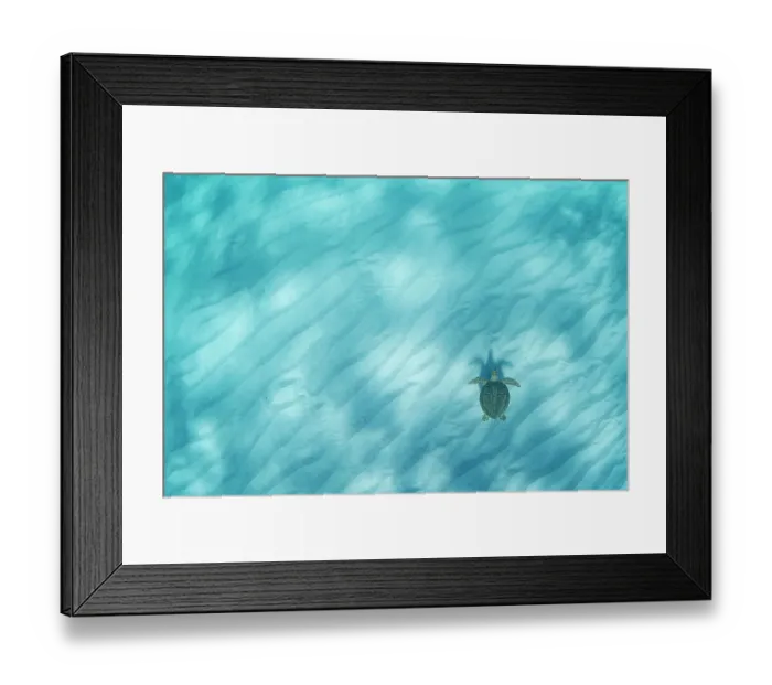 Framed Print : Green sea turtle (Chelonia mydas) swimming over sand ripples in shallow water, Eleuthera, Bahamas. Endangered Framed Print : Green sea turtle (Chelonia mydas) swimming over sand ripples in shallow water, Eleuthera, Bahamas. Endangered