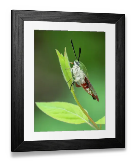 Framed Print : Saunders bee hawkmoth (Hemaris saundersii) resting on a leaf, Shogran, Khyber-Pakhtunkhwa, Pakistan