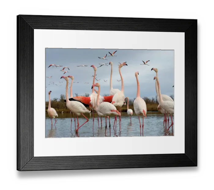 Framed Print : Greater flamingo (Phoenicopterus roseus) flock standing in lake as others fly overhead and one bird flaps its wings, Camargue, France, January Framed Print : Greater flamingo (Phoenicopterus roseus) flock standing in lake as others fly overhead and one bird flaps its wings, Camargue, France, January