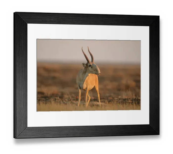Framed Print : Saiga antelope (Saiga tatarica) male, standing in grassland in morning sunlight, Betpak Dala, Kazakhstan. Critically endangered Framed Print : Saiga antelope (Saiga tatarica) male, standing in grassland in morning sunlight, Betpak Dala, Kazakhstan. Critically endangered