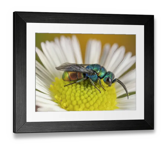 Framed Print : Ruby-tailed / Cuckoo wasp (Chrysis comparata) on Mexican daisy / Fleabane (Erigeron karvinskianus). Podere Montecucco, Orvieto, Italy. June Framed Print : Ruby-tailed / Cuckoo wasp (Chrysis comparata) on Mexican daisy / Fleabane (Erigeron karvinskianus). Podere Montecucco, Orvieto, Italy. June
