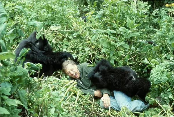 Sir David Attenborough with mountain gorillas, on location for BBC series Life on Earth, Rwanda, Africa 1978