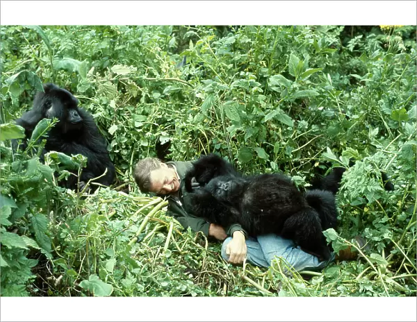 Sir David Attenborough with mountain gorillas on location for BBC series Life on Earth, Rwanda, Africa 1978