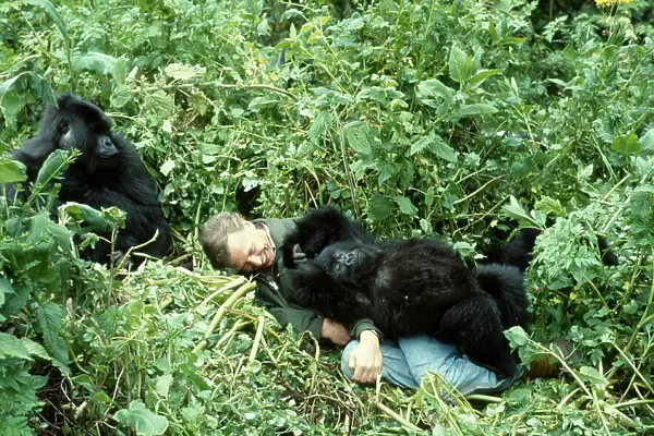 Sir David Attenborough with mountain gorillas on location for BBC series Life on Earth, Rwanda, Africa 1978
