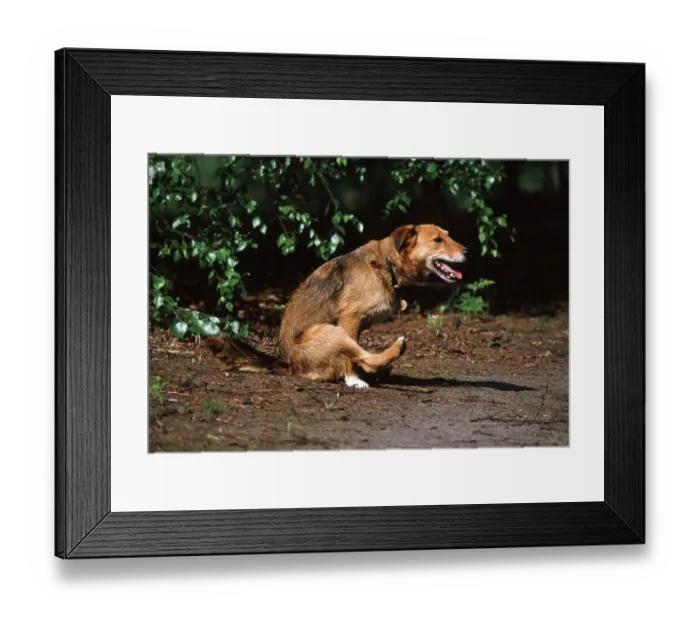 Framed Print : Lakeland Terrier x Border Collie scooting to relieve discomfort from its anal glands Framed Print : Lakeland Terrier x Border Collie scooting to relieve discomfort from its anal glands