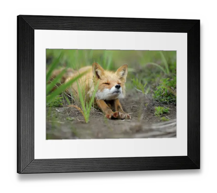 Framed Print : Red Fox (Vulpes vulpes) stretching. Kronotsky Zapovednik Nature Reserve, Kamchatka Peninsula, Russian Far East Framed Print : Red Fox (Vulpes vulpes) stretching. Kronotsky Zapovednik Nature Reserve, Kamchatka Peninsula, Russian Far East