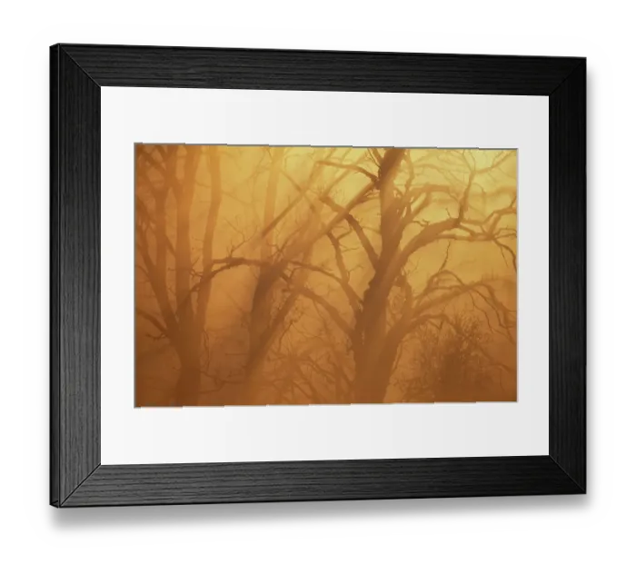 Framed Print : Wych Elm (Ulmus glabra) dead trees in mist at dawn, Berwickshire, Scotland, July Framed Print : Wych Elm (Ulmus glabra) dead trees in mist at dawn, Berwickshire, Scotland, July