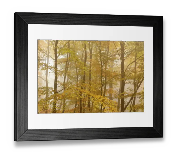 Framed Print : Beech trees (Fagus sylvatica) in autumn mist, Beacon Hill Country Park, The National Forest, Leicestershire, UK, October 2010 Framed Print : Beech trees (Fagus sylvatica) in autumn mist, Beacon Hill Country Park, The National Forest, Leicestershire, UK, October 2010