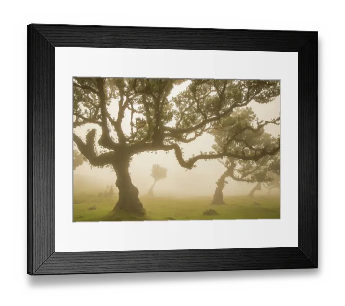 Framed Print : RF - Laurel forest / Laurisilva. Ancient evergreen hardwood trees. Madiera. (This image may be licensed either as rights managed or royalty free.) Framed Print : RF - Laurel forest / Laurisilva. Ancient evergreen hardwood trees. Madiera. (This image may be licensed either as rights managed or royalty free.)