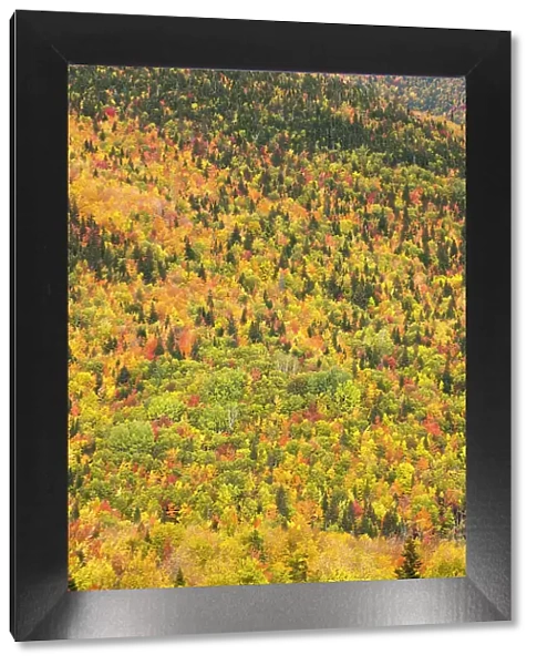 Trees in autumn colours, Rivire-au-Renard, Gaspesie, Quebec, Canada. October 2019