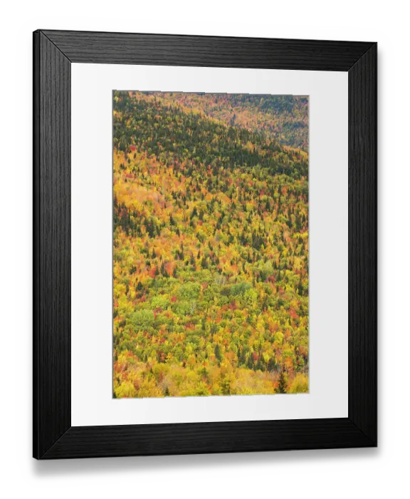 Framed Print : Trees in autumn colours, Rivire-au-Renard, Gaspesie, Quebec, Canada. October 2019 Framed Print : Trees in autumn colours, Rivire-au-Renard, Gaspesie, Quebec, Canada. October 2019