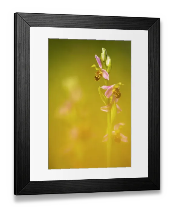 Framed Print : Bee orchid (Ophrys apifera), Powerstock Common, Dorset Wildlife Trust, Dorset, England, UK. June Framed Print : Bee orchid (Ophrys apifera), Powerstock Common, Dorset Wildlife Trust, Dorset, England, UK. June