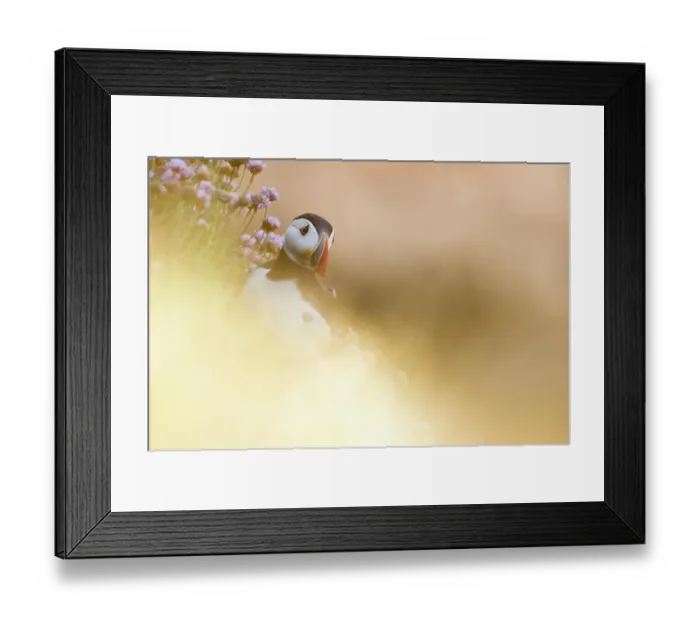 Framed Print : Puffin (Fratercula arctica) through soft focus vegetation. Great Saltee, Saltee Islands, County Wexford, Ireland, June Framed Print : Puffin (Fratercula arctica) through soft focus vegetation. Great Saltee, Saltee Islands, County Wexford, Ireland, June
