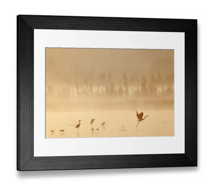 Framed Print : Waterfowl at dawn with mist, including Great blue heron (Ardea herodias herodias), American avocet (Recurvirostra americana), Northern shoveler (Anas clypeata), Xochimilco wetlands, Mexico City, Mexico. February Framed Print : Waterfowl at dawn with mist, including Great blue heron (Ardea herodias herodias), American avocet (Recurvirostra americana), Northern shoveler (Anas clypeata), Xochimilco wetlands, Mexico City, Mexico. February