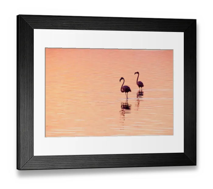 Framed Print : Caribbean flamingos (Phoenicopterus ruber) silhouetted at dawn, Ria Lagartos Biosphere Reserve, Yucatan Peninsula, Mexico, August Framed Print : Caribbean flamingos (Phoenicopterus ruber) silhouetted at dawn, Ria Lagartos Biosphere Reserve, Yucatan Peninsula, Mexico, August