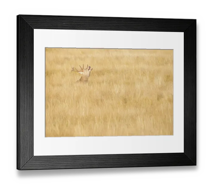 Framed Print : Red deer (Cervus elaphus) stag bellowing, Richmond Park, London, England, UK. October Framed Print : Red deer (Cervus elaphus) stag bellowing, Richmond Park, London, England, UK. October