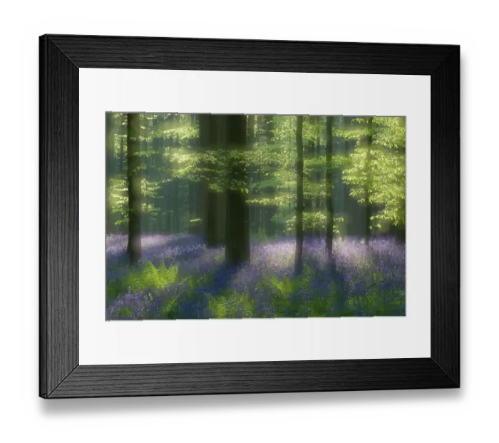 Framed Print : Sunlight falling on Bluebells (Hyacinthoides non-scripta / Endymion scriptum) flowering in Beech wood, Hallerbos, Belgium, April, long exposure Framed Print : Sunlight falling on Bluebells (Hyacinthoides non-scripta / Endymion scriptum) flowering in Beech wood, Hallerbos, Belgium, April, long exposure