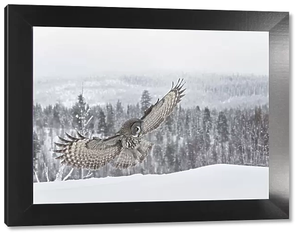 Great grey owl (Srix nebulosa) in flight about to land in snow, winter, Kuhmo, Finland, February