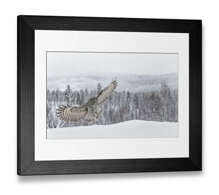 Framed Print : Great grey owl (Srix nebulosa) in flight about to land in snow, winter, Kuhmo, Finland, February Framed Print : Great grey owl (Srix nebulosa) in flight about to land in snow, winter, Kuhmo, Finland, February