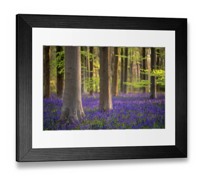 Framed Print : Beech trees (Fagus sylvatica) and English bluebells (Hyacinthoides non-scripta). Early morning light. West Wood, nr Marlborough, Wiltshire, UK. May 2021 Framed Print : Beech trees (Fagus sylvatica) and English bluebells (Hyacinthoides non-scripta). Early morning light. West Wood, nr Marlborough, Wiltshire, UK. May 2021