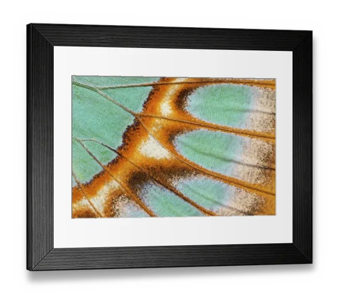 Framed Print : Close up of Malachite butterfly (Siproeta stelenes) wing detail. Captive Framed Print : Close up of Malachite butterfly (Siproeta stelenes) wing detail. Captive