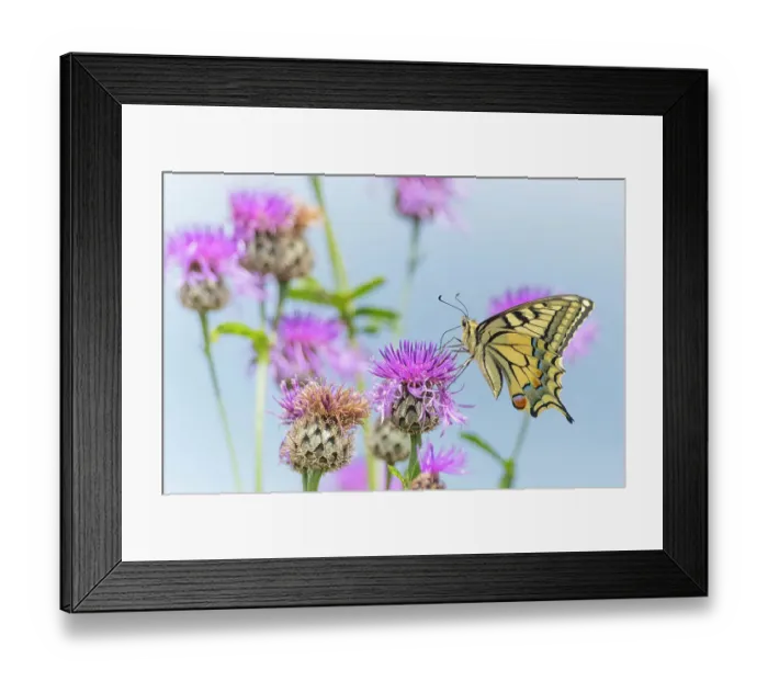 Framed Print : Swallowtail butterfly (Papilio machaon) nectaring on thistle (Cirsium sp.) flower. The Netherlands. July Framed Print : Swallowtail butterfly (Papilio machaon) nectaring on thistle (Cirsium sp.) flower. The Netherlands. July