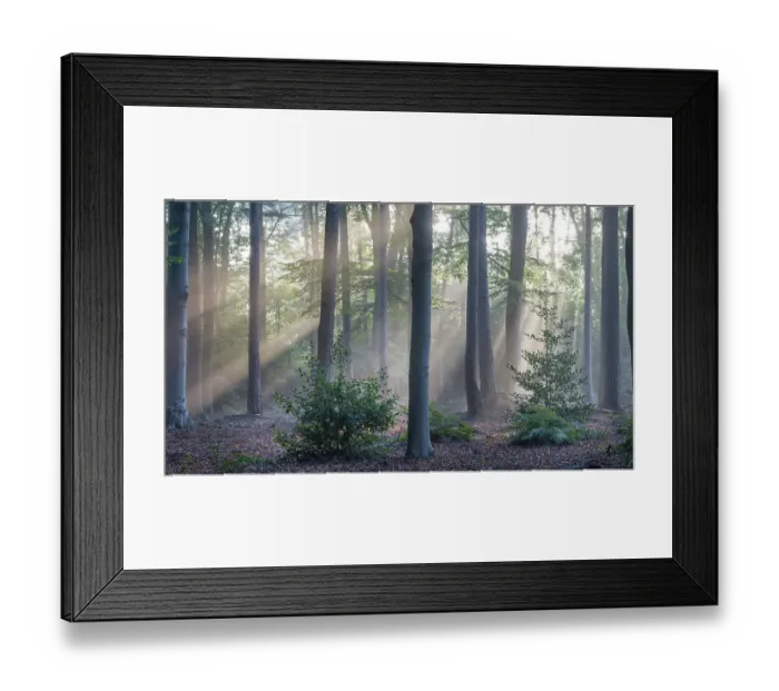 Framed Print : Sunrays through forest of Beech (Fagus sp.), Fir (Abies sp.) and Holly (Ilex sp.) trees, Peerdsbos, Brasschaat, Belgium. September Framed Print : Sunrays through forest of Beech (Fagus sp.), Fir (Abies sp.) and Holly (Ilex sp.) trees, Peerdsbos, Brasschaat, Belgium. September