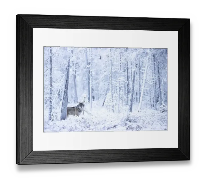 Framed Print : Grey wolf (Canis lupus) standing among trees in snow-covered forest, Finland. November Framed Print : Grey wolf (Canis lupus) standing among trees in snow-covered forest, Finland. November