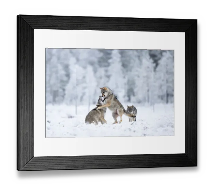 Framed Print : Two Grey wolves (Canis lupus) play fighting in snow, Finland. November Framed Print : Two Grey wolves (Canis lupus) play fighting in snow, Finland. November