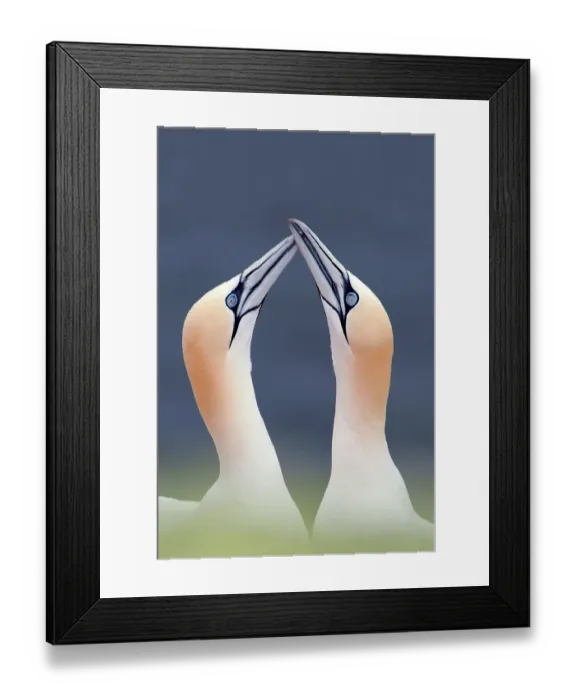 Framed Print : Northern gannet (Morus bassanus) pair, courtship, Heligoland, Germany