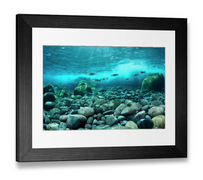 Framed Print : A shoal of Golden grey mullet (Liza aurata) swim in the surf breaking on the shore of El Hierro Island. Canary Islands, Spain. East Atlantic Ocean Framed Print : A shoal of Golden grey mullet (Liza aurata) swim in the surf breaking on the shore of El Hierro Island. Canary Islands, Spain. East Atlantic Ocean